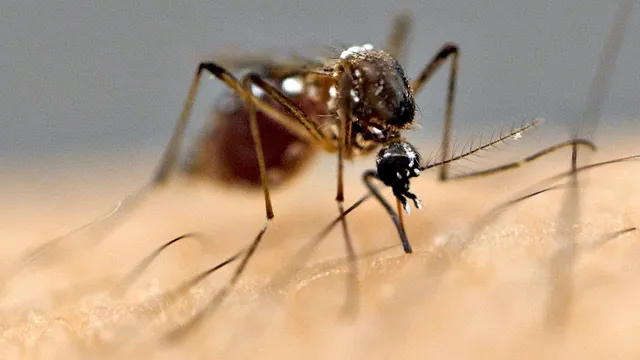 Why Mosquitoes Bite Some People More Than Others thumbnail