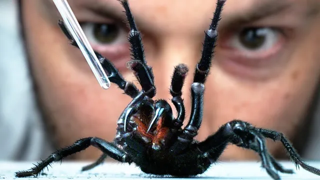 I Vacuum Venom from the World's Deadliest Spider thumbnail