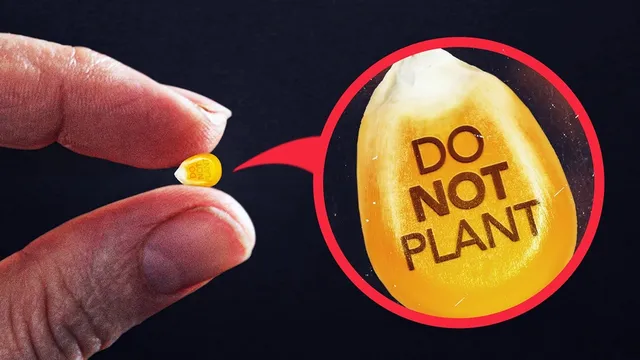 Exposing Why Farmers Can't Legally Replant Their Own Seeds thumbnail