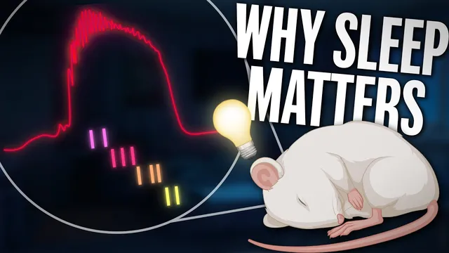 Memory Consolidation: Time Machine of the Brain thumbnail