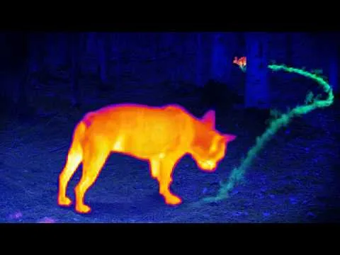 The Science Behind Dogs' Incredible Sense Of Smell thumbnail