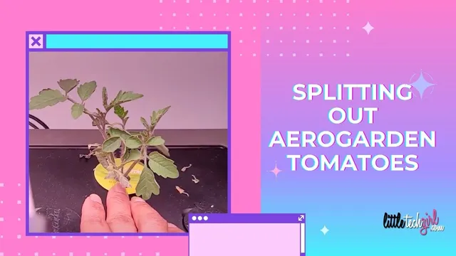 How to Separate AeroGarden Cherry Tomato Seedlings | Farm 24 XL | Kratky thumbnail