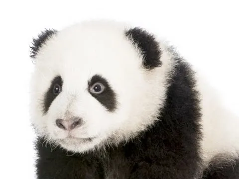 Why Are Things Cute? thumbnail