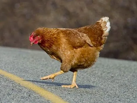 Why Did The Chicken Cross The Road? thumbnail