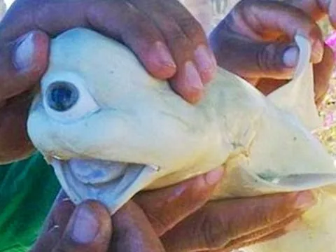 REAL CYCLOPS SHARK and more great images -- IMG! #46 thumbnail