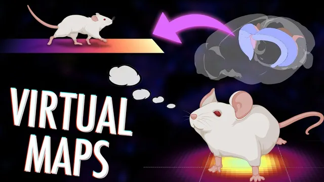 Place cells: How your brain creates maps of abstract spaces thumbnail