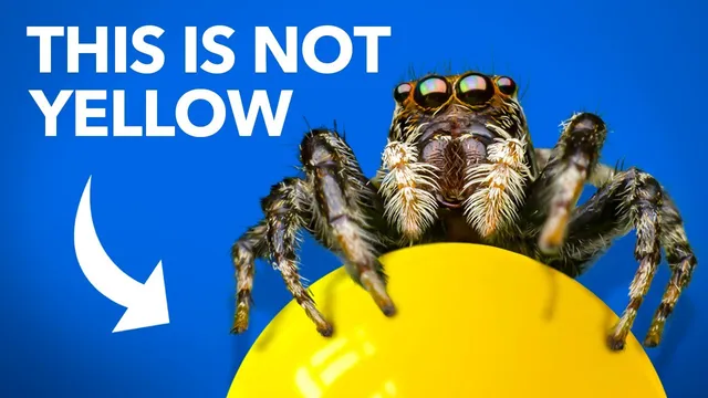 What Jumping Spiders Teach Us About Color thumbnail