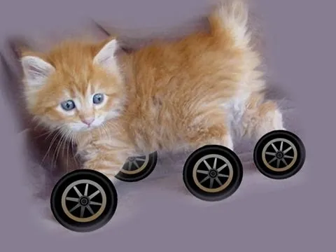 Why Don't Any Animals Have Wheels? thumbnail